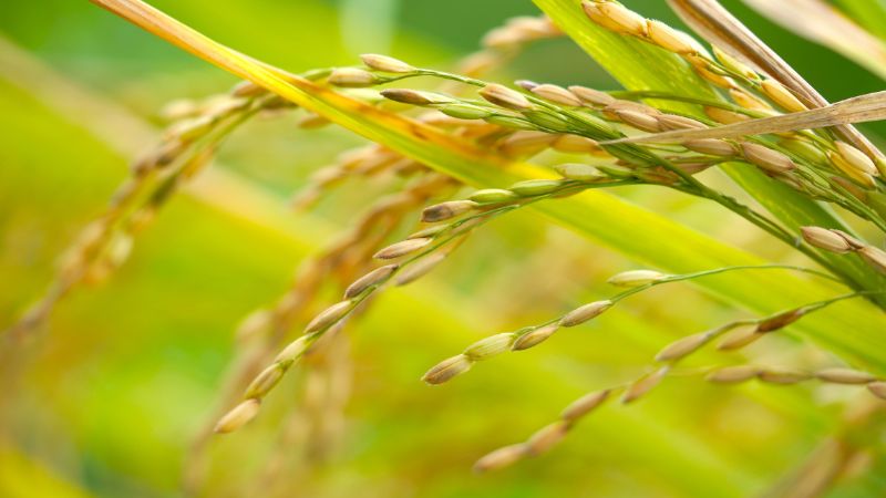 Giá lúa hôm nay 4/1 Giá lúa hôm nay 4/1