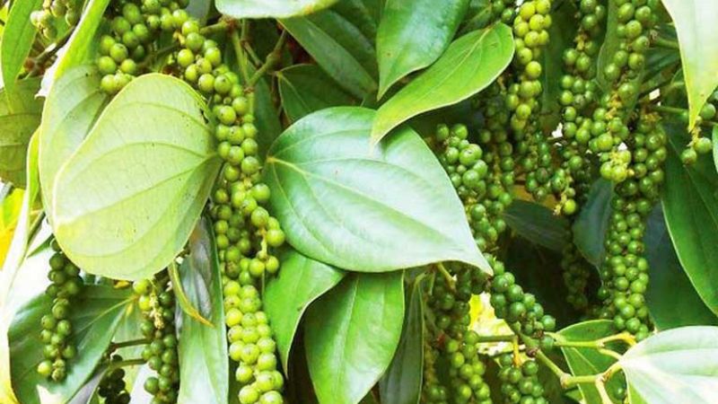 Giá tiêu hôm nay 5/1/2023 trong nước