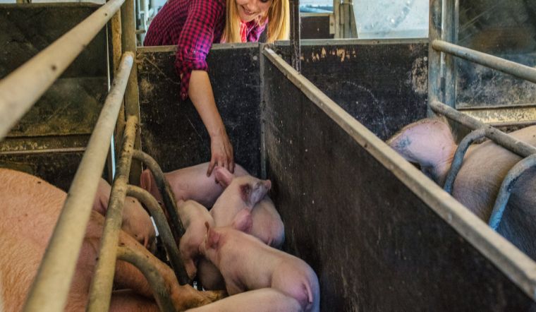 Giá heo hơi hôm nay 5/1/2023: Duy trì xu hướng đi ngang trên diện rộng