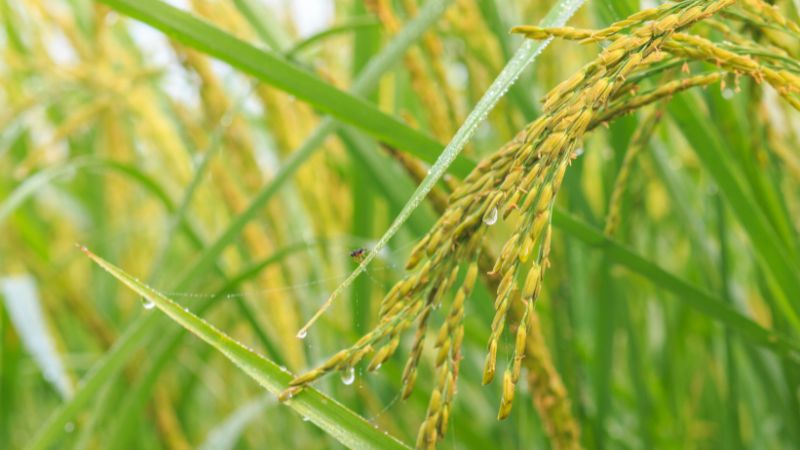 Giá lúa hôm nay 5/1