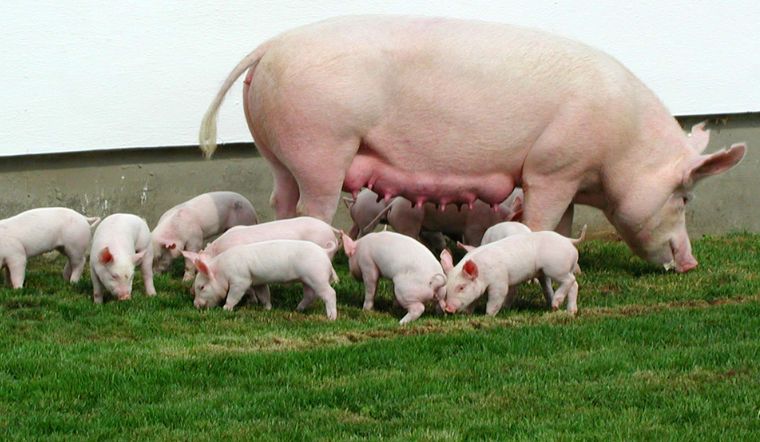 Giá heo hơi hôm nay 6/1/2023: Đi ngang ở cả ba miền