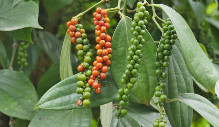 Giá tiêu hôm nay 6/1/2023: Đi ngang giá trở lại