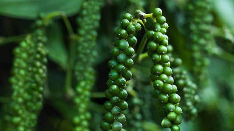 Giá tiêu thế giới