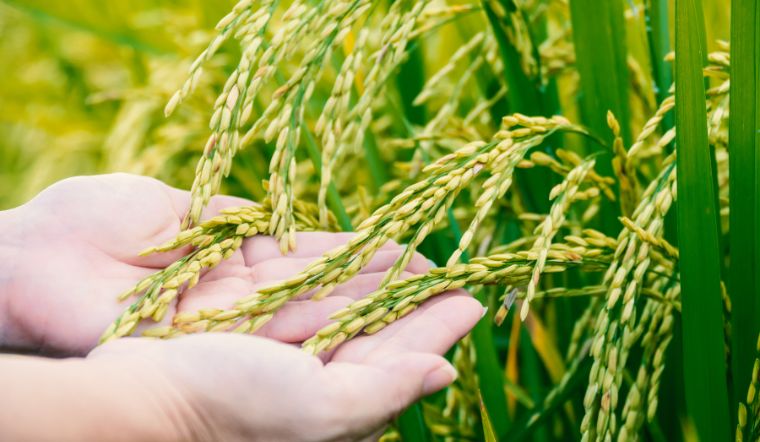 Giá lúa gạo hôm nay 6/1/2023: Duy trì đà đi ngang so với hôm qua