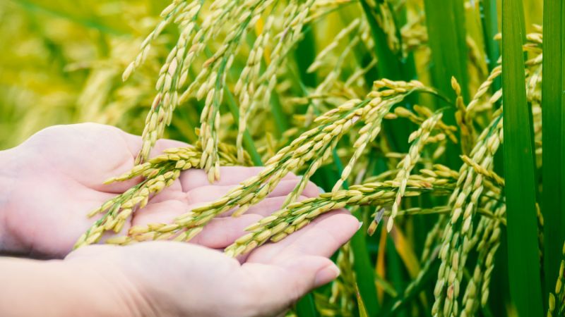 Giá lúa hôm nay 6/1