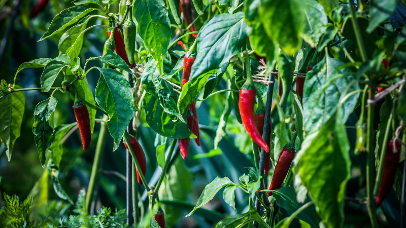 Giá ớt hôm nay 06/01/2023 mới nhất Giá ớt hôm nay 06/01/2023 mới nhất