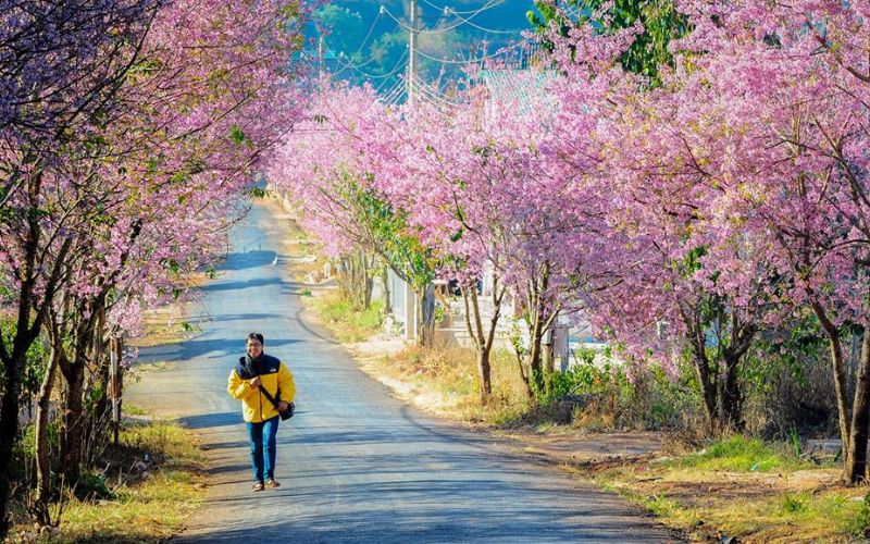 Khung cảnh lãng mạn với hai hàng cây đỗ mai lung linh