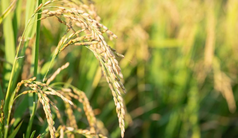 Giá lúa gạo hôm nay 7/1/2023: Tiếp tục duy trì đà đi ngang