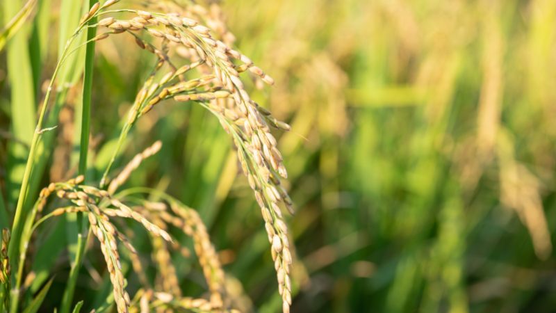 Giá lúa hôm nay 7/1 Giá lúa hôm nay 7/1