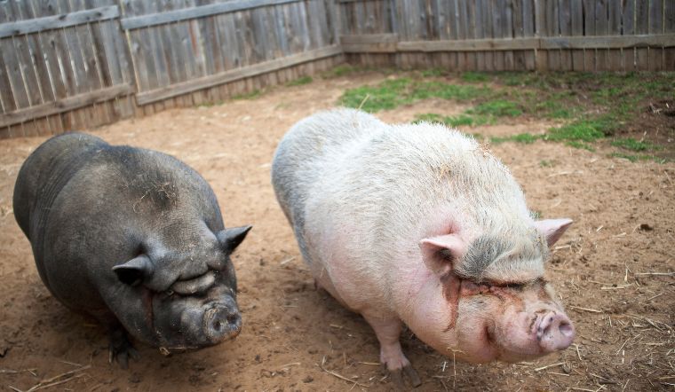 Giá heo hơi hôm nay 7/1/2023: Miền Bắc giảm nhẹ 1.000 đồng/kg