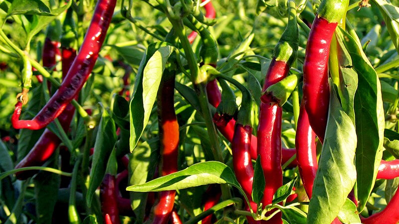 Giá ớt hôm nay 07/01/2023 mới nhất
