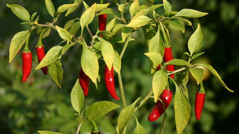 Giá ớt hôm nay 07/01/2023 mới nhất