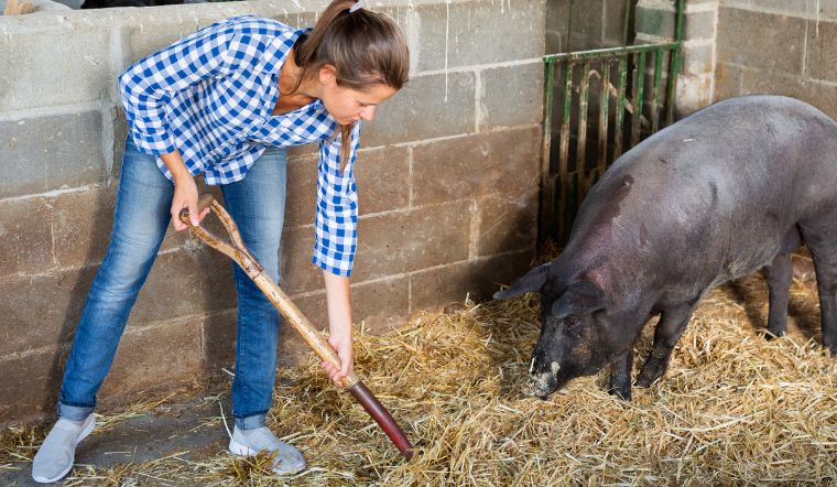 Giá heo hơi hôm nay 9/1/2023: Tiếp tục đứng yên trên cả nước