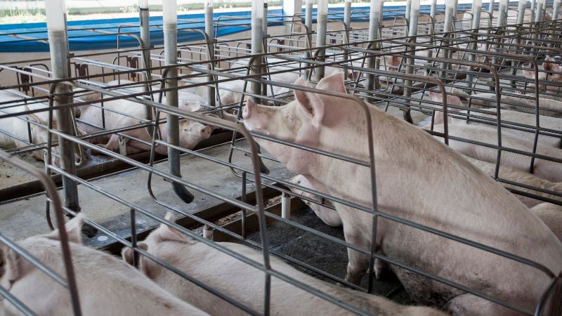 Giá heo hơi hôm nay 9/1 tại miền Trung, Tây Nguyên