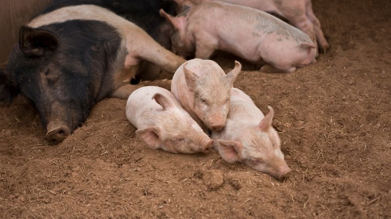 Giá heo hơi hôm nay 9/1 tại miền Nam