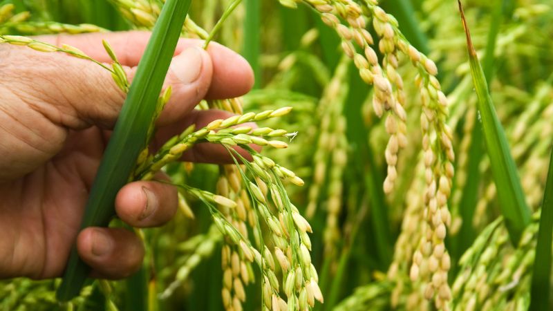 Giá lúa hôm nay 9/1