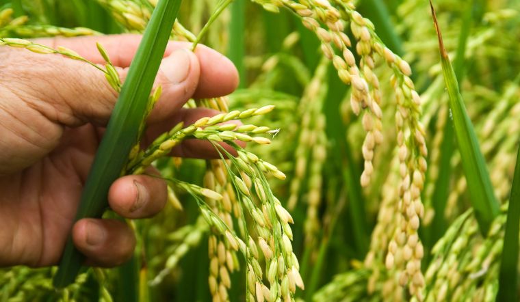 Giá lúa gạo hôm nay 9/1/2023: Duy trì ở mức ổn định