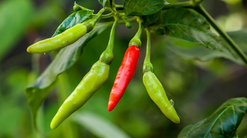 Giá ớt hôm nay 09/01/2023 mới nhất