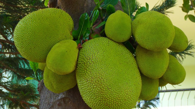 Giá mít đang tốt nhưng nhà vườn vẫn không vui