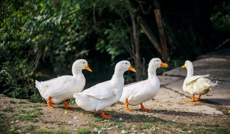 Giá gia cầm hôm nay 10/01/2023: Biểu đồ giá tương tự hôm qua