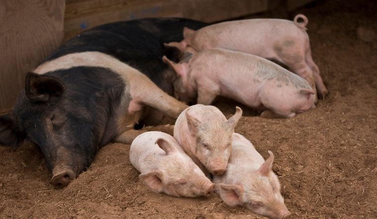 Giá heo hơi hôm nay 10/1/2023: Biến động trái chiều