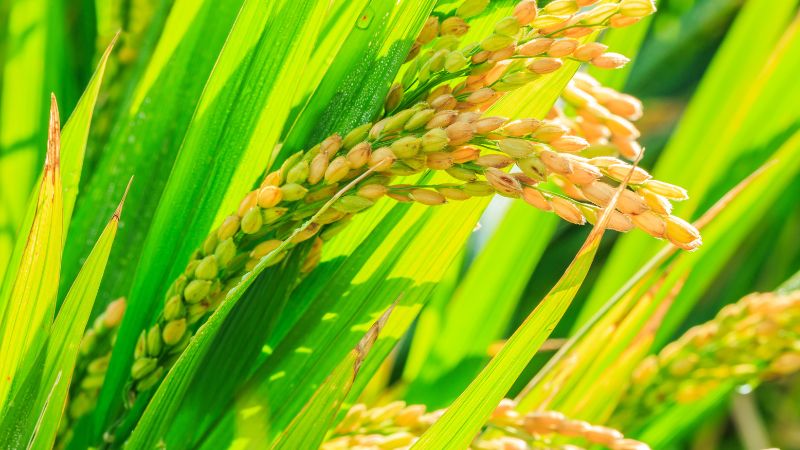 Giá lúa hôm nay 10/1