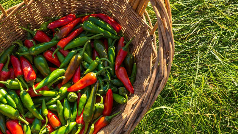 Giá ớt hôm nay 10/01/2023 mới nhất Giá ớt hôm nay 10/01/2023 mới nhất