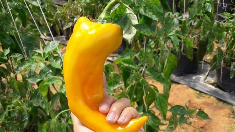 Sweet horn pepper