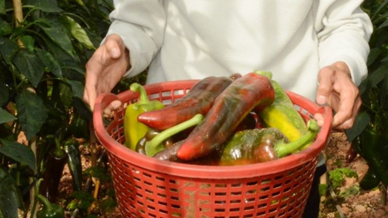 Sweet horn pepper is sweet, refreshing, and crispy