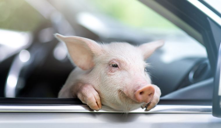 Giá heo hơi hôm nay 11/1/2023: Đồng loạt đi ngang ở trên cả nước