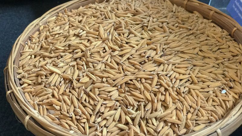 Giá lúa hôm nay 11/1 Giá lúa hôm nay 11/1