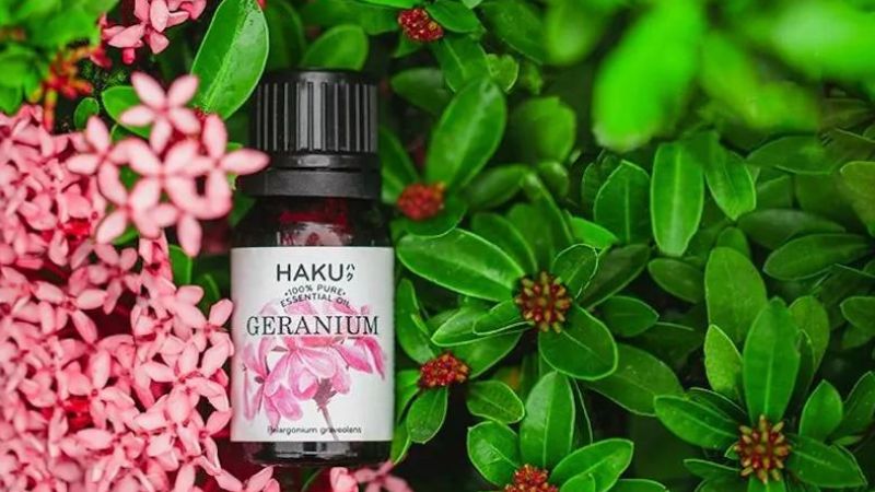 What is geranium essential oil? How to make geranium essential oil at home