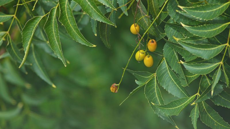 Cây neem Ấn Độ có nguồn gốc từ Ấn Độ