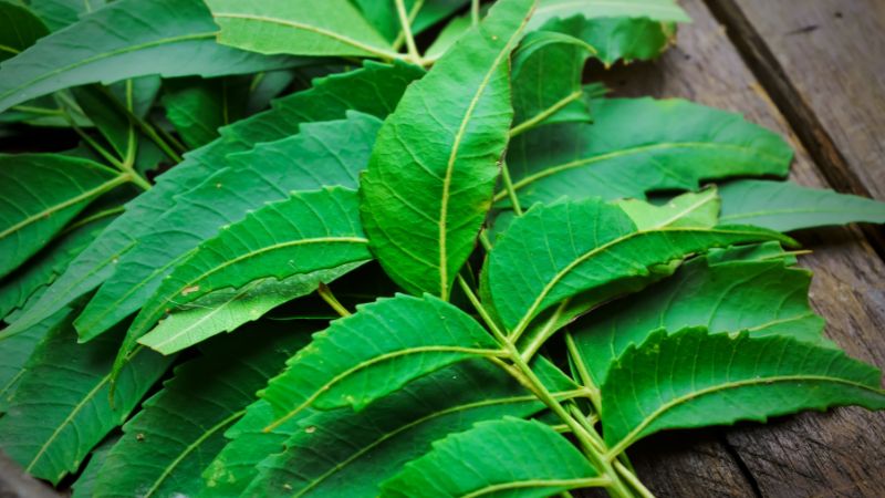 Nên mua cây neem Ấn Độ ở nơi uy tín để đảm bảo an toàn