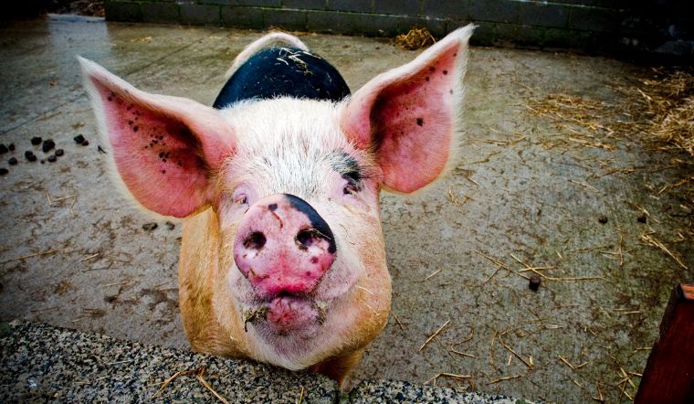 Giá heo hơi hôm nay 12/1/2023: Biến động trái chiều 1.000 đồng/kg