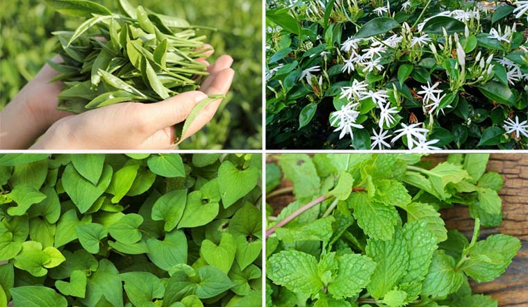 5 loại lá bác sĩ khuyên nên tắm cho con khi bé bị tay chân miệng