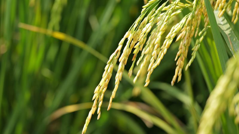 Giá lúa hôm nay 12/1 Giá lúa hôm nay 12/1