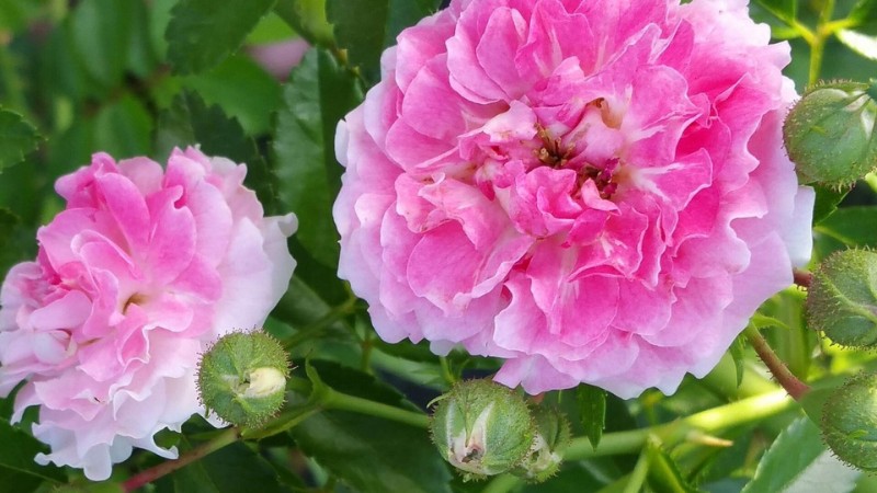 Phu dung flowers