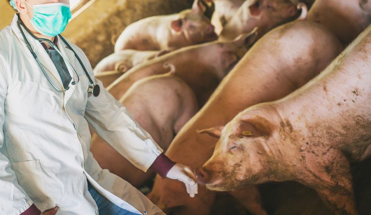 Giá heo hơi hôm nay 13/1/2023: Miền Nam tăng nhẹ 1.000 đồng/kg