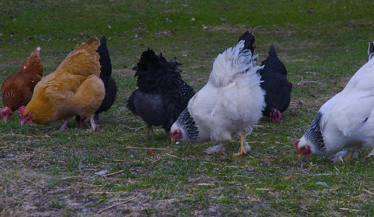 Giá gia cầm hôm nay 13/01/2023: Biểu đồ giá đi ngang