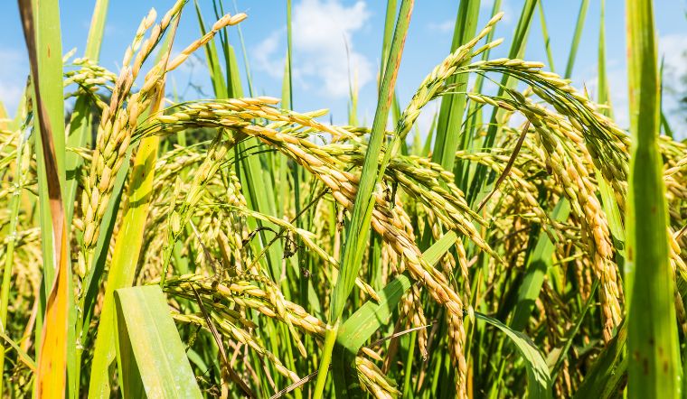 Giá lúa gạo hôm nay 13/1/2023: Ghi nhận tiếp tục đi ngang