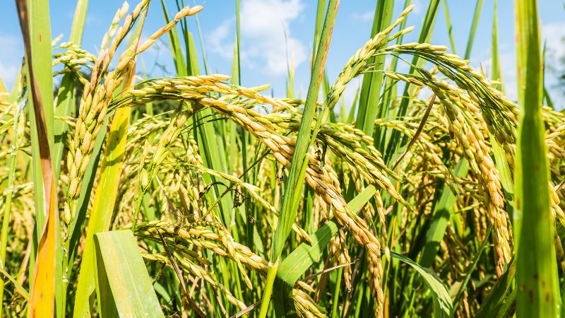 Giá lúa hôm nay 13/1 Giá lúa hôm nay 13/1