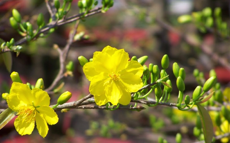 6 loài hoa cúng ông Công ông Táo ngày 23 tháng Chạp