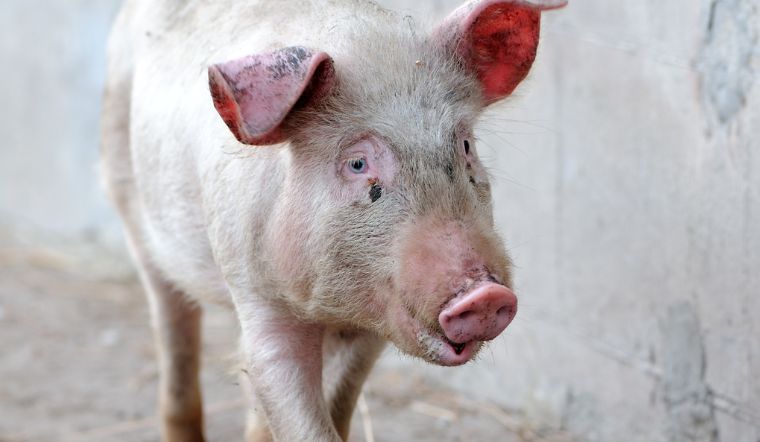 Giá heo hơi hôm nay 14/1/2023: Miền giảm nhẹ 1.000 đồng/kg 