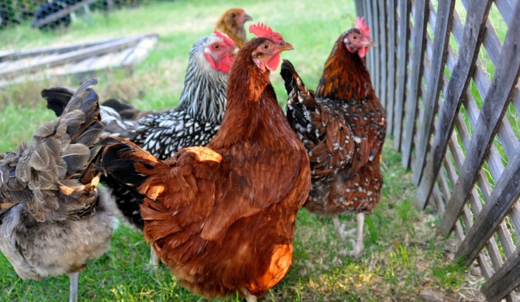 Giá gia cầm hôm nay 14/01/2023: Không có thay đổi mới