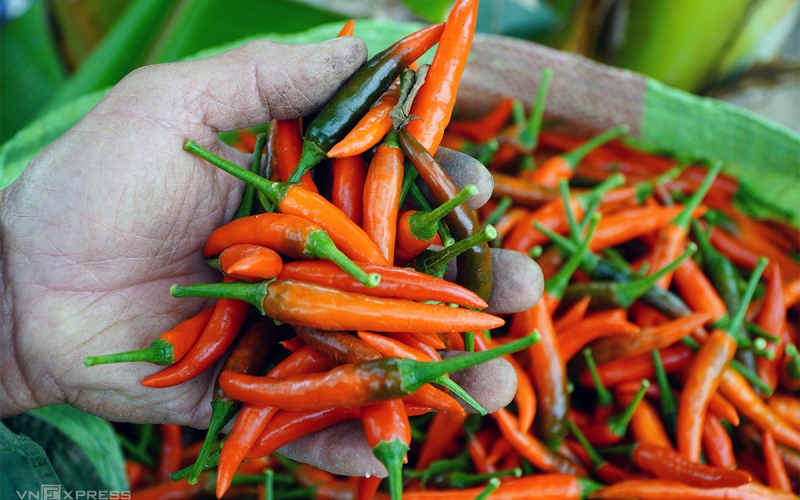 Giá ớt hôm nay 14/01/2023 mới nhất