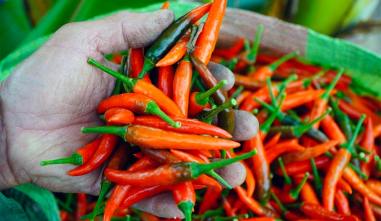 Giá ớt hôm nay 14/01/2023: Giá ớt tại các địa phương tăng nhẹ