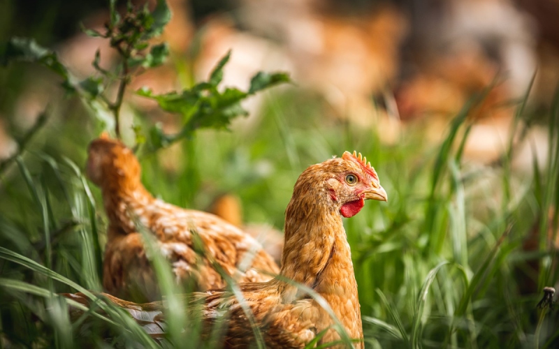 Giá gà hôm nay 16/01