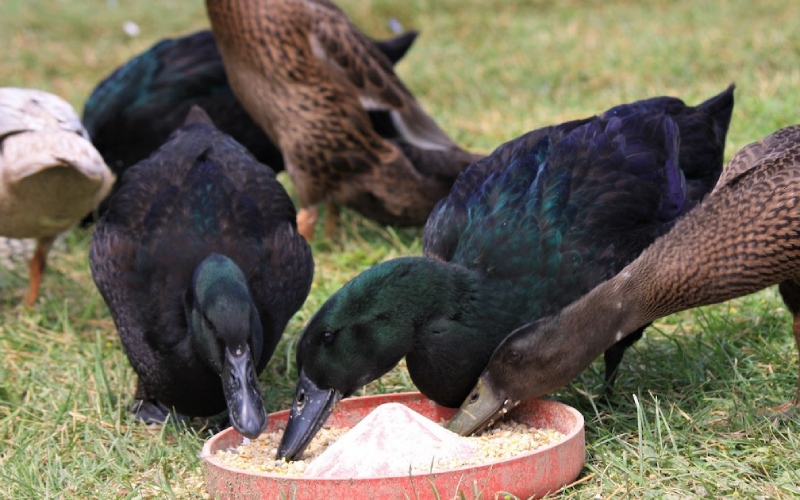 Giá vịt hôm nay 16/01