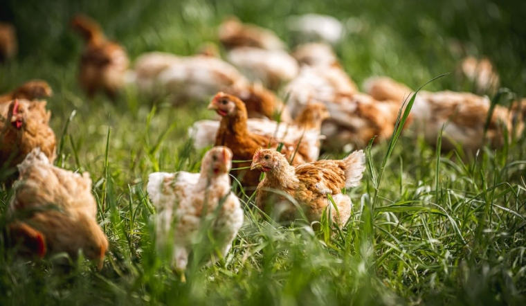 Giá gia cầm hôm nay 16/01/2023: Khởi động tuần mới bình ổn